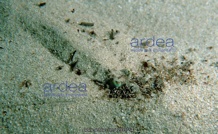 : Western king prawn hiding in sand from potential predators : Western king prawn hiding in sand from potential predators