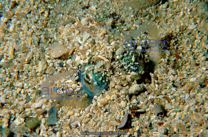 : Western king prawn in the process of burying itself : Western king prawn in the process of burying itself
