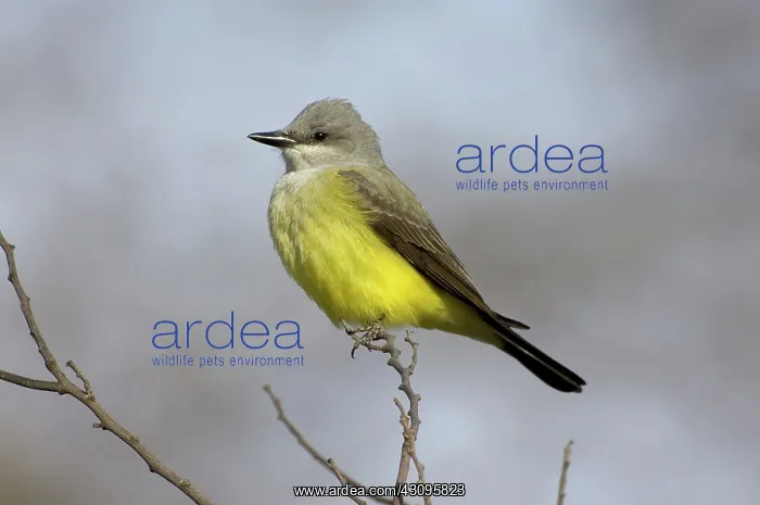 : Western Kingbird : Western Kingbird