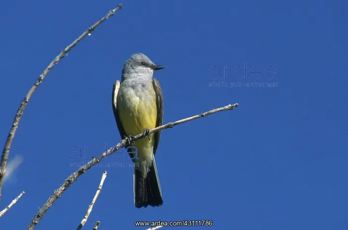 : Western Kingbird : Western Kingbird