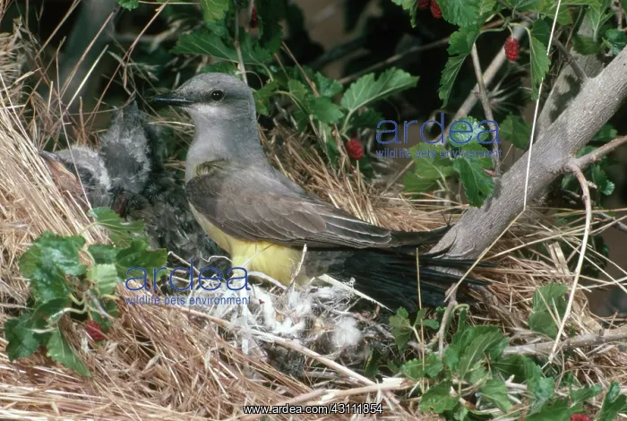 : Western Kingbird at Nest : Western Kingbird at Nest