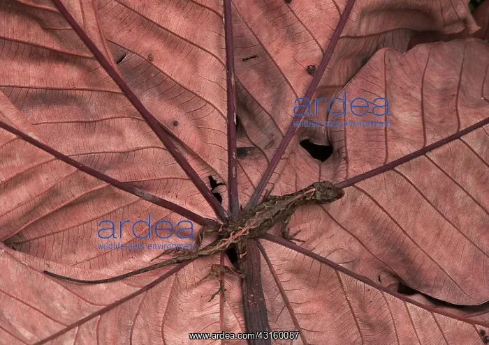 : Western Leaf Lizard : Western Leaf Lizard