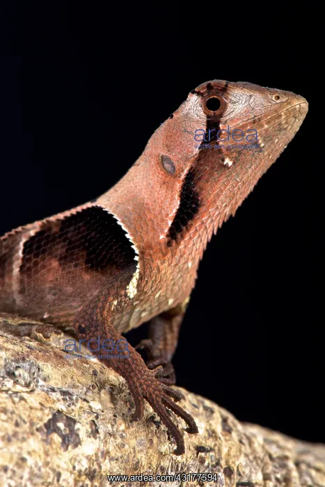 : Western leaf lizard (Stenocercus fimbriatus), Peru : Western leaf lizard (Stenocercus fimbriatus), Peru