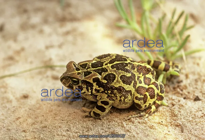 : Western Leopard Toad - SAlso known as: Panther : Western Leopard Toad - SAlso known as: Panther