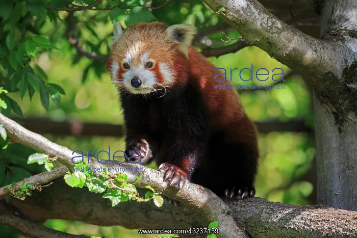 : Western lesser panda (Ailurus fulgens), adult, running : Western lesser panda (Ailurus fulgens), adult, running