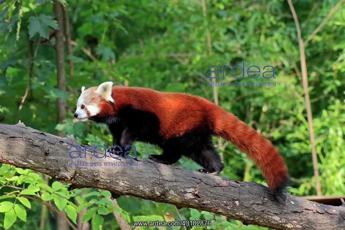 : Western lesser panda (Ailurus fulgens), adult, on : Western lesser panda (Ailurus fulgens), adult, on