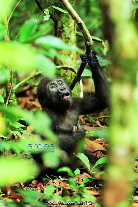 : Western Lowland Gorilla - baby eating Nouabale-Ndoki : Western Lowland Gorilla - baby eating Nouabale-Ndoki