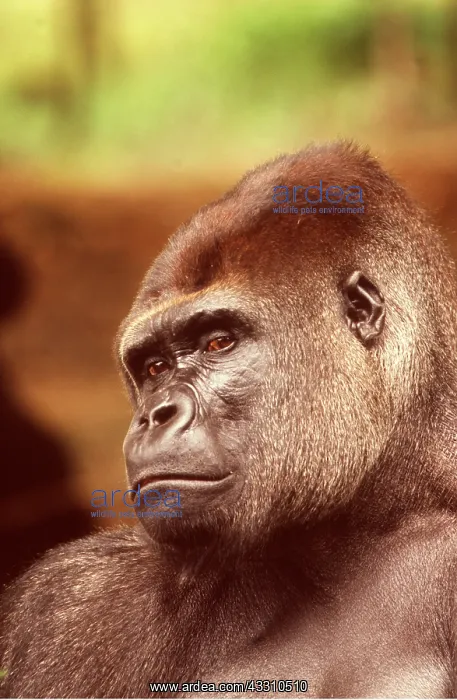 : Western Lowland Gorilla - close-up of face : Western Lowland Gorilla - close-up of face