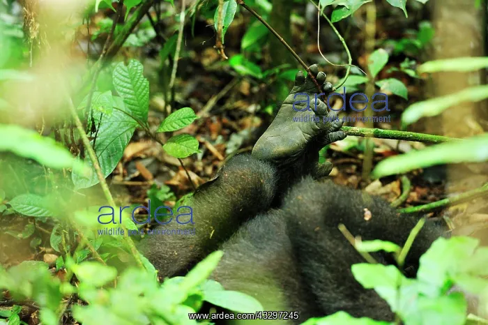 : Western Lowland Gorilla - foot Nouabale-Ndoki National : Western Lowland Gorilla - foot Nouabale-Ndoki National