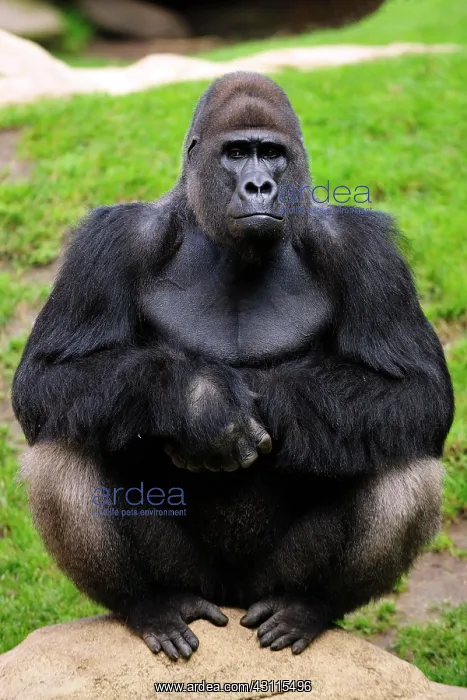 : Western lowland gorilla (Gorilla gorilla gorilla) : Western lowland gorilla (Gorilla gorilla gorilla)