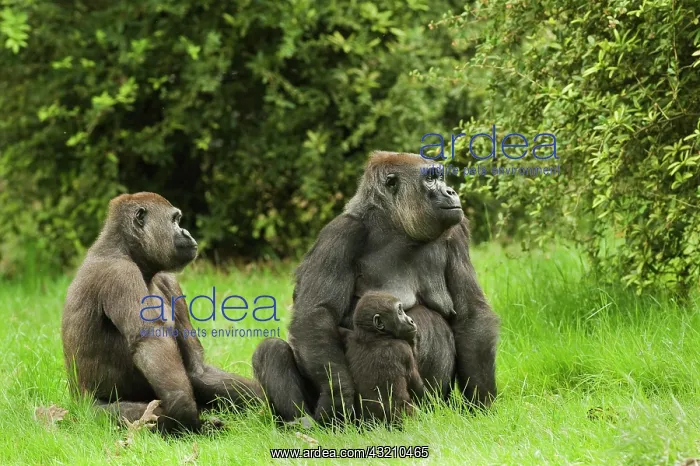 : Western Lowland Gorilla (Gorilla gorilla gorilla) : Western Lowland Gorilla (Gorilla gorilla gorilla)
