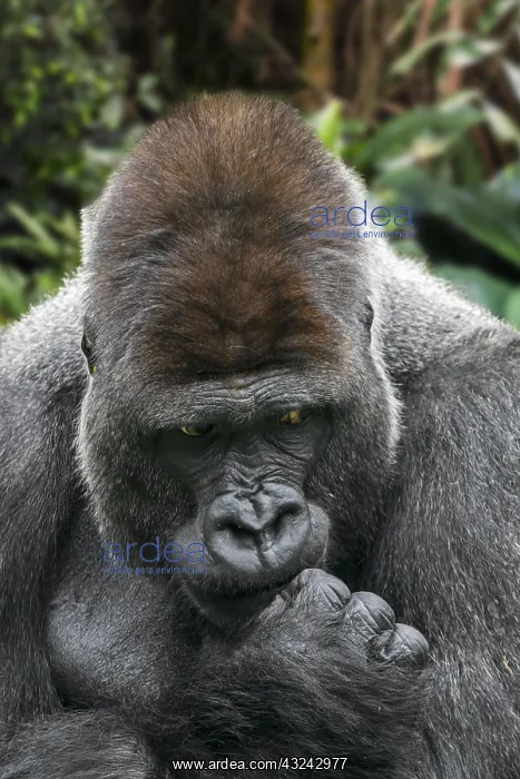 : Western lowland gorilla (Gorilla gorilla gorilla) : Western lowland gorilla (Gorilla gorilla gorilla)