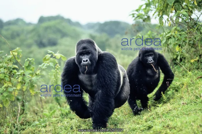 : Western Lowland Gorilla (Gorilla gorilla gorilla) : Western Lowland Gorilla (Gorilla gorilla gorilla)