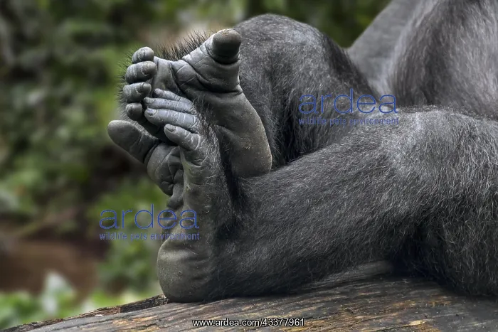 : Western lowland gorilla (Gorilla gorilla gorilla) : Western lowland gorilla (Gorilla gorilla gorilla)