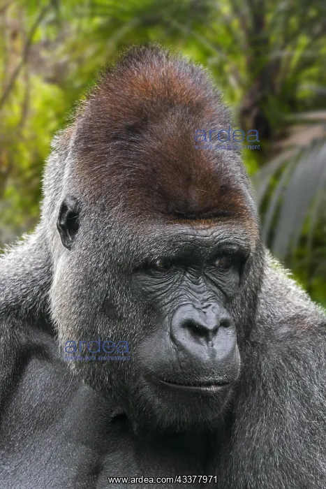  : Western lowland gorilla (Gorilla gorilla gorilla)