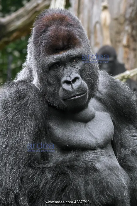 : Western lowland gorilla (Gorilla gorilla gorilla) : Western lowland gorilla (Gorilla gorilla gorilla)