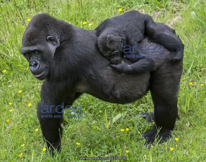 : Western lowland gorilla (Gorilla gorilla gorilla) : Western lowland gorilla (Gorilla gorilla gorilla)