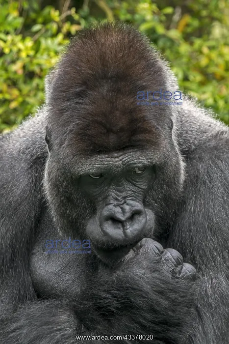 : Western lowland gorilla (Gorilla gorilla gorilla) : Western lowland gorilla (Gorilla gorilla gorilla)
