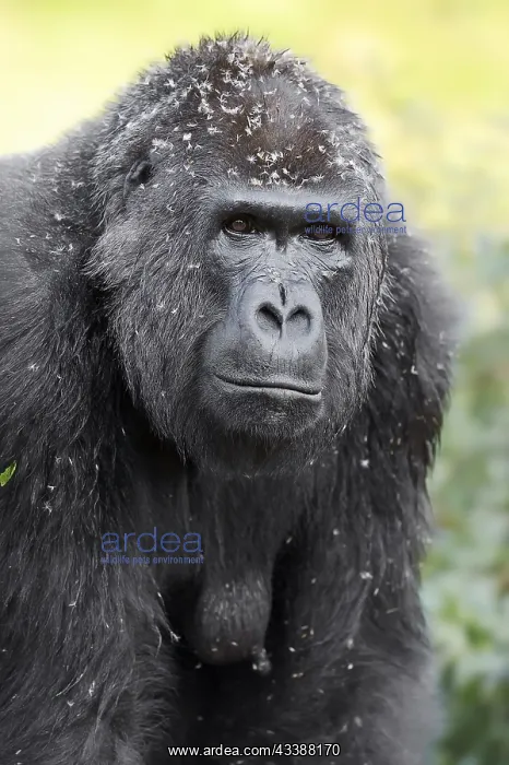 : Western lowland gorilla (Gorilla gorilla gorilla) : Western lowland gorilla (Gorilla gorilla gorilla)