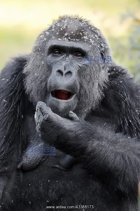 : Western lowland gorilla (Gorilla gorilla gorilla) : Western lowland gorilla (Gorilla gorilla gorilla)