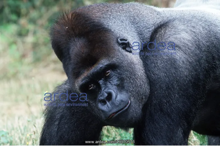 : Western Lowland Gorilla - male silverback : Western Lowland Gorilla - male silverback