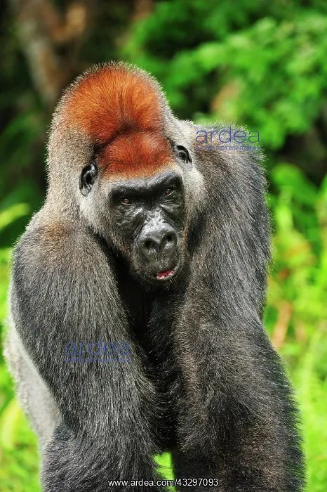 : Western Lowland Gorilla - male - silverback - controlled : Western Lowland Gorilla - male - silverback - controlled
