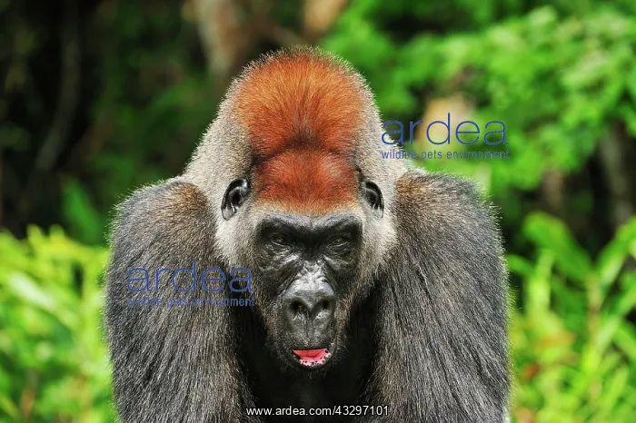 : Western Lowland Gorilla - male - silverback - controlled : Western Lowland Gorilla - male - silverback - controlled