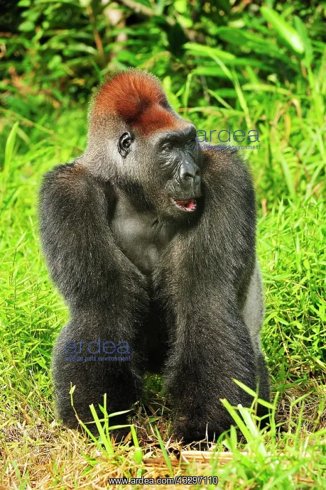 : Western Lowland Gorilla - male - silverback - controlled : Western Lowland Gorilla - male - silverback - controlled