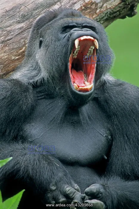 : Western Lowland Gorilla, male, silverback, native : Western Lowland Gorilla, male, silverback, native