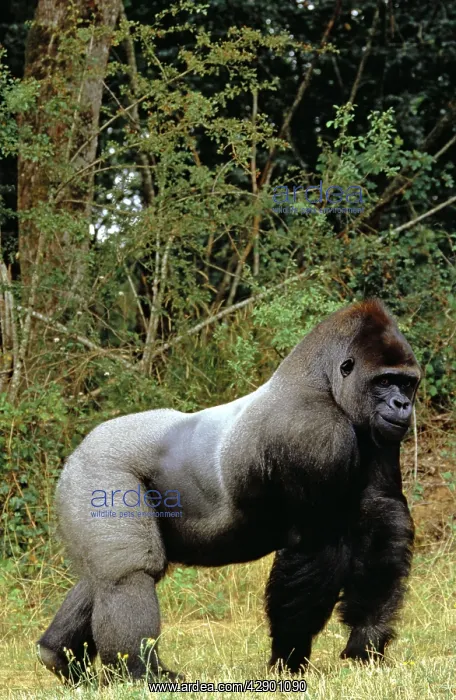 : WESTERN LOWLAND GORILLA - male silverback walking : WESTERN LOWLAND GORILLA - male silverback walking