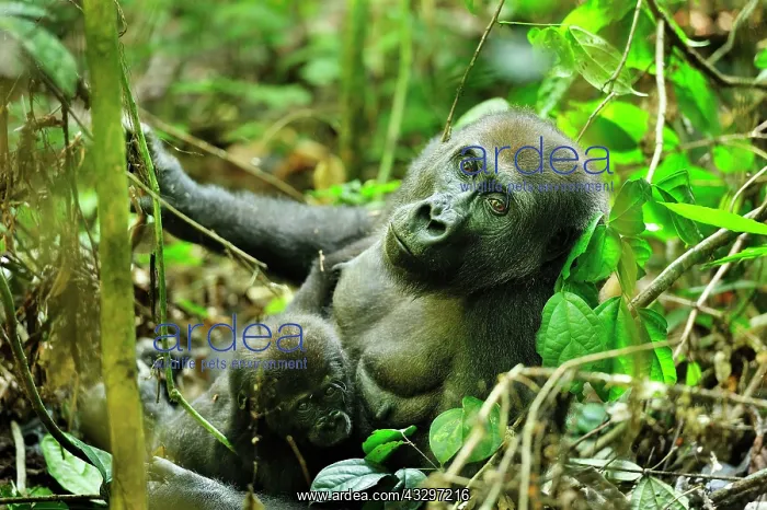 : Western Lowland Gorilla - mother with baby Nouabale-Ndoki : Western Lowland Gorilla - mother with baby Nouabale-Ndoki