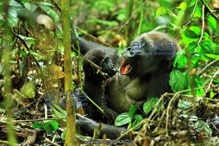 : Western Lowland Gorilla - mother with baby suckling : Western Lowland Gorilla - mother with baby suckling