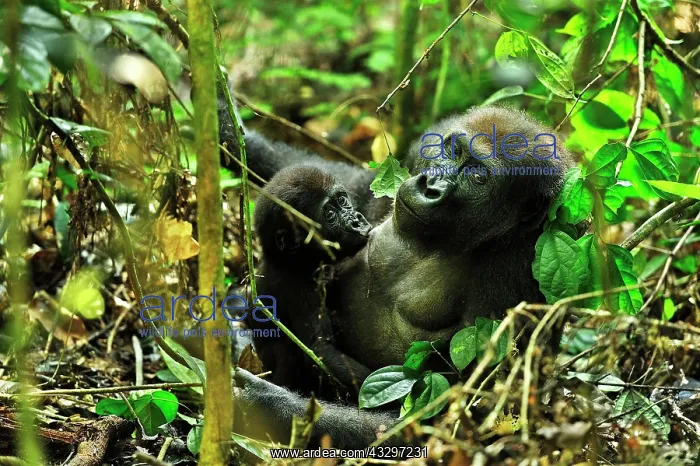 : Western Lowland Gorilla - mother with baby suckling : Western Lowland Gorilla - mother with baby suckling