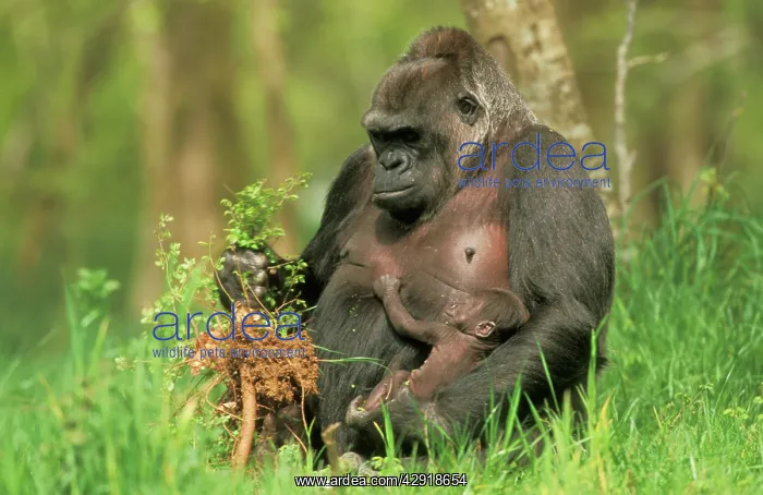 : WESTERN LOWLAND GORILLA - Parent with young, feeding : WESTERN LOWLAND GORILLA - Parent with young, feeding