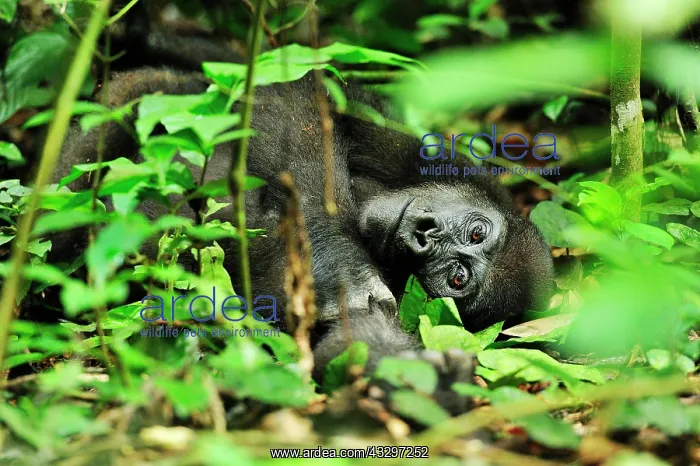 : Western Lowland Gorilla - resting Nouabale-Ndoki : Western Lowland Gorilla - resting Nouabale-Ndoki