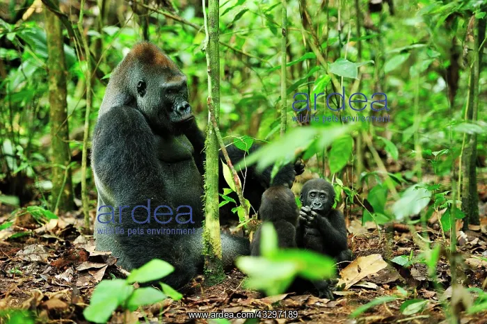 : Western Lowland Gorilla - silverback with baby Nouabale-Ndok : Western Lowland Gorilla - silverback with baby Nouabale-Ndok