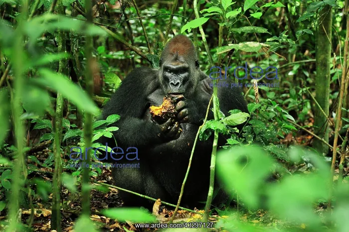 : Western Lowland Gorilla - silverback - eating fruit : Western Lowland Gorilla - silverback - eating fruit