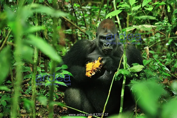 : Western Lowland Gorilla - silverback - eating fruit : Western Lowland Gorilla - silverback - eating fruit