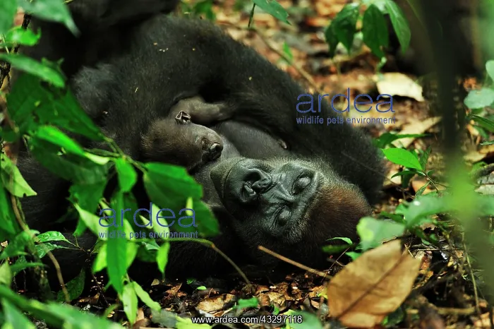 : Western Lowland Gorilla - silverback looking for : Western Lowland Gorilla - silverback looking for
