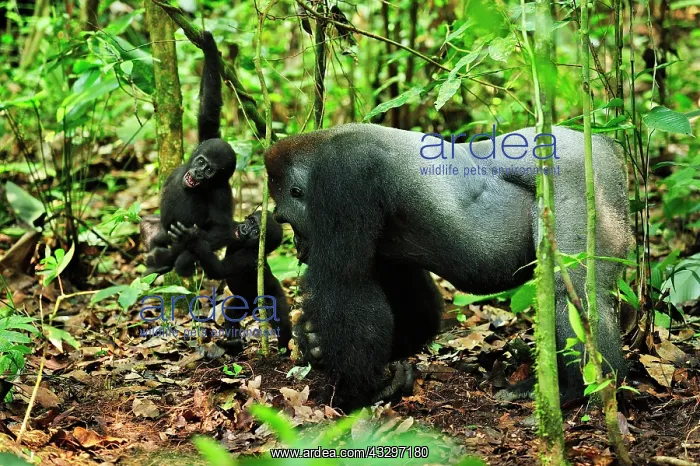 : Western Lowland Gorilla - silverback - looking for : Western Lowland Gorilla - silverback - looking for