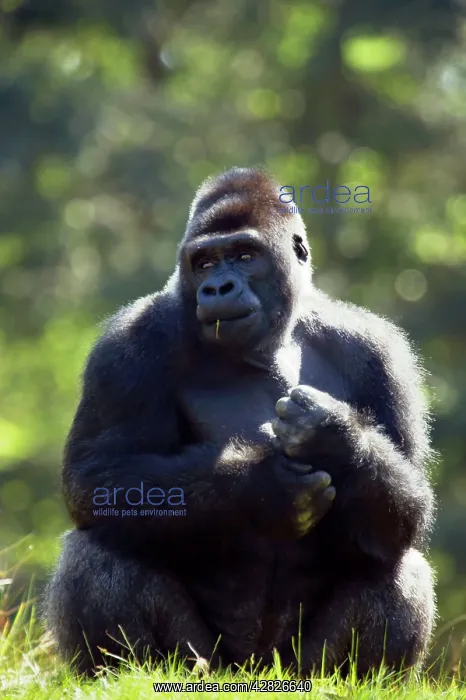 : Western Lowland Gorilla - Silverback Male : Western Lowland Gorilla - Silverback Male