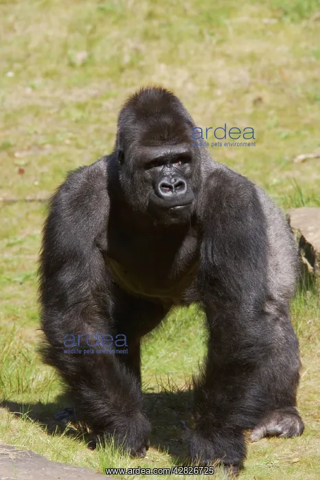 : Western Lowland Gorilla - Silverback Male : Western Lowland Gorilla - Silverback Male