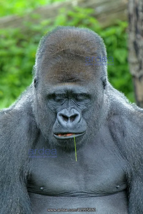 : Western Lowland Gorilla - silverback male : Western Lowland Gorilla - silverback male