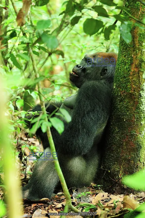 : Western Lowland Gorilla - silverback resting Nouabale-Ndoki : Western Lowland Gorilla - silverback resting Nouabale-Ndoki