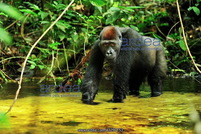 : Western Lowland Gorilla - in stream Nouabale-Ndoki : Western Lowland Gorilla - in stream Nouabale-Ndoki