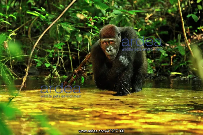 : Western Lowland Gorilla - in stream Nouabale-Ndoki : Western Lowland Gorilla - in stream Nouabale-Ndoki