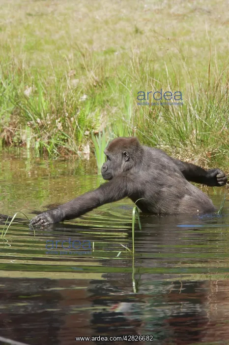 : Western Lowland Gorilla - Wading in Water : Western Lowland Gorilla - Wading in Water