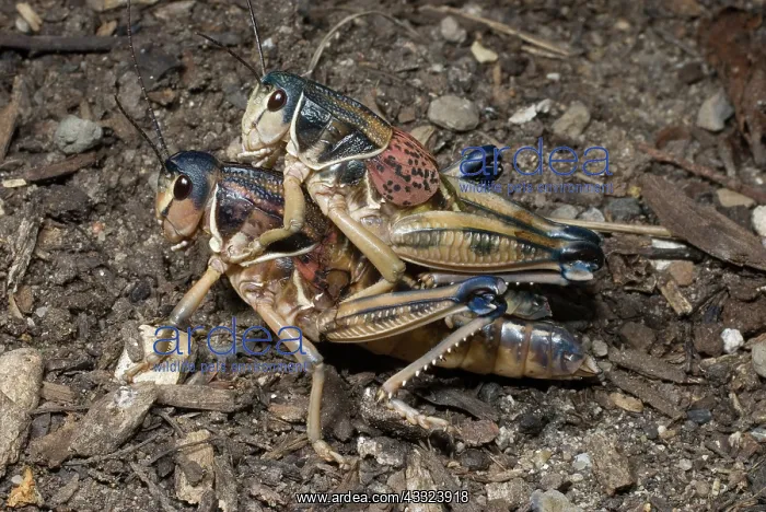 : Western Lubber (Brachystola magna) : Western Lubber (Brachystola magna)