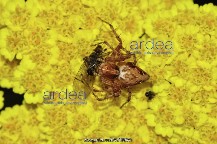 : Western Lynx Spider with fly : Western Lynx Spider with fly