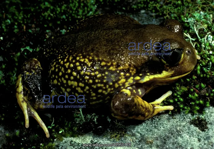 : Western marsh frog. Lays eggs in foam nest in burrow : Western marsh frog. Lays eggs in foam nest in burrow